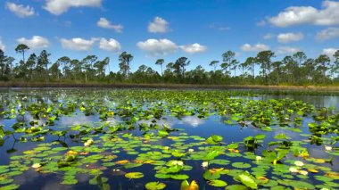 Güney tropikal sulak alanlardaki orman gölü suyunun üzerindeki güneşli manzara. Güneşli bir günde inanılmaz Florida doğası.