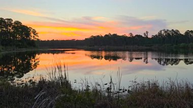Florida Ormanı doğası gün batımında. Sulak arazi bataklığı. Suyun üzerinde süzülen nilüfer yaprağı bitkisi..