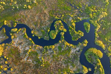 Güney Amerika 'da vahşi bitki örtüsüyle Florida subtropikal bataklığı.