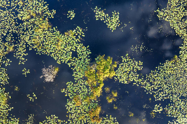 Природа Флориды. Растительность на водно-болотных озерах с водяными плантациями.