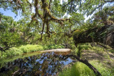 Güzel tropikal doğa. Yeşil palmiye ağaçları ve Florida 'nın güneyindeki vahşi bitki örtüsü arasında nehir bulunan orman yağmur ormanları. Yoğun yağmur ormanları ekosistemi.