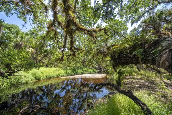 Güzel tropikal doğa. Yeşil palmiye ağaçları ve Florida 'nın güneyindeki vahşi bitki örtüsü arasında nehir bulunan orman yağmur ormanları. Yoğun yağmur ormanları ekosistemi.