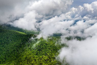 Smokey Dağları yaz ormanları. Kuzey Carolina 'daki Appalachian dağlarında yaz mevsiminde yağmur mevsiminde yeşil orman ağaçları olur. ABD doğasının güzelliği.