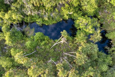 Yeşil palmiye ağaçları ve Florida 'nın güneyindeki vahşi bitki örtüsü arasında taze su nehri olan tropikal ormanlar. Yoğun yağmur ormanları ekosisteminin yüksek açılı görünümü.