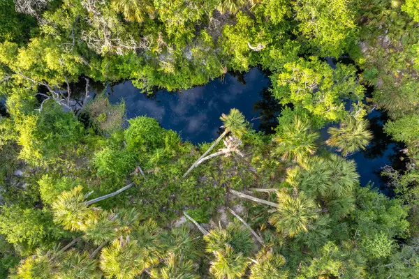 Yeşil palmiye ağaçları ve Florida 'nın güneyindeki vahşi bitki örtüsü arasında taze su nehri olan tropikal ormanlar. Yoğun yağmur ormanları ekosisteminin yüksek açılı görünümü.