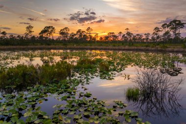 Gün batımında güzel doğa manzarası. Florida 'daki Orman Gölü Vahşi Hayatı.