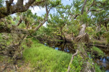 Güzel tropikal doğa. Yeşil palmiye ağaçları ve Florida 'nın güneyindeki vahşi bitki örtüsü arasında nehir bulunan orman yağmur ormanları. Yoğun yağmur ormanları ekosistemi.