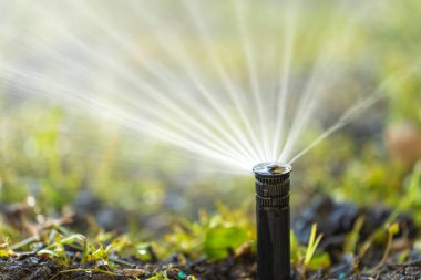 Kurak mevsimde çimenleri sulayan fıskiyeler.