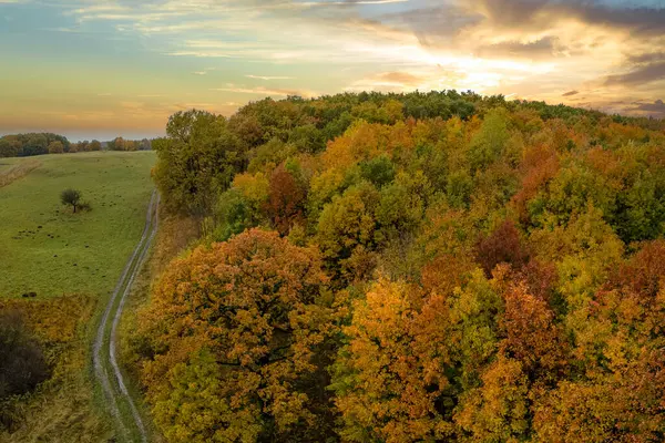 Sonbahar mevsiminde, orman doğası boyunca arazi toprak yolunun günbatımı manzarası. Sonbaharda sarı tenteli renkli orman.