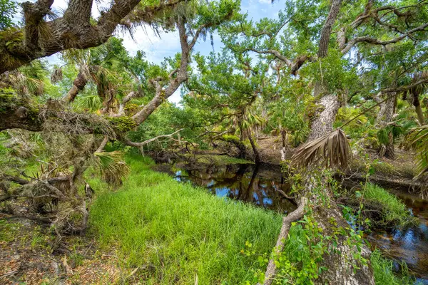 Güzel tropikal doğa. Yeşil palmiye ağaçları ve Florida 'nın güneyindeki vahşi bitki örtüsü arasında nehir bulunan orman yağmur ormanları. Yoğun yağmur ormanları ekosistemi.
