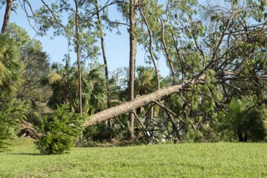 Florida 'nın arka bahçesindeki kasırgadan sonra ağaç kesimi. Güçlü tropikal fırtına rüzgarları sonrası enkazdan aşağı düştü. Doğal afetin sonuçları..