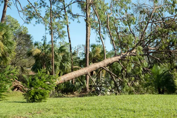 Florida 'nın arka bahçesindeki kasırgadan sonra ağaç kesimi. Güçlü tropikal fırtına rüzgarları sonrası enkazdan aşağı düştü. Doğal afetin sonuçları..