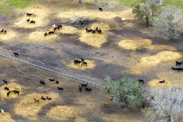Sığır ağılında sığır eti. Florida kırsal kesimindeki çiftlik hayvanlarının beslenmesi..