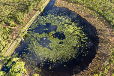 Güney bataklıktaki tropik orman gölü bitkisi. Florida sulak arazisinin güneşli manzarası.