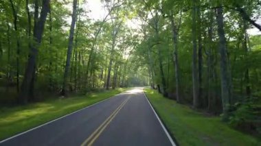 Araba bakış açısı yaz ormanlarında dolambaçlı dağ yolunda gidiyor. Kuzey Carolina 'daki Appalachian dağlarında yaz mevsiminde taze yeşil orman ağaçları var. ABD doğasının güzelliği.