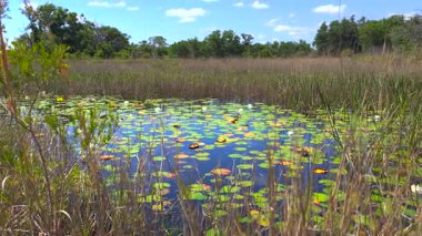 Güney tropikal sulak alanlardaki orman gölü suyunun üzerindeki güneşli manzara. Güneşli bir günde inanılmaz Florida doğası.