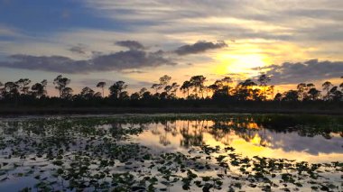 Günbatımında güneydeki tropik göl bitkileri. Florida sulak arazisinin akşam manzarası.
