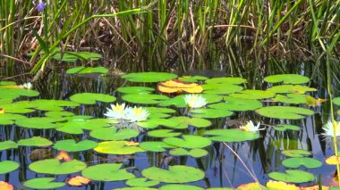 Wetland Ormanı 'nın güneşli manzarası. Güzel göl doğası.