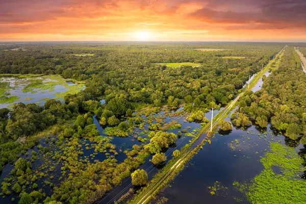 Yeşil yabani bitki örtüsü arasında suyu olan Florida sulak alanları. Günbatımında tropik ekosistem.