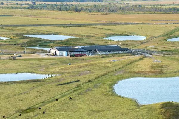 Organik süt ve sığır eti üretimi. Çiftliğin kırsal kesimindeki çayırlarda otlayan inekler. Çiftlik arazilerinde sığır beslemek.