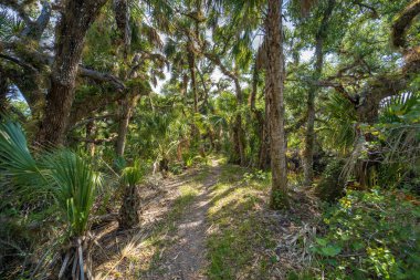 Güney Florida 'da yeşil palmiye ağaçları ve vahşi bitki örtüsü olan tropikal ormanlarda patika yolu. Yoğun yağmur ormanları ekosisteminin keşfi.