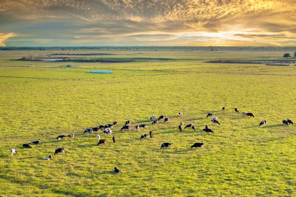 Organik süt ve sığır eti üretimi. Yeşil çiftlik otlaklarında otlayan inekler. Çiftlik arazilerinde sığır beslemek.