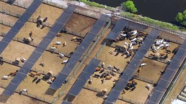 Sığır ağılında sığır eti. Florida kırsal kesimindeki çiftlik hayvanlarının beslenmesi..