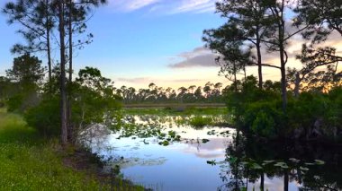 Florida sulak arazisinin akşam manzarası. Günbatımında güneydeki tropik bataklıkta, göl suyunda çiçek açar..