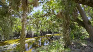Florida subtropikal ormanlarında yeşil palmiye ağaçları, küçük bir nehir ve Amerika 'nın güneyinde vahşi bitki örtüsü. Yoğun yağmur ormanları ekosistemi.