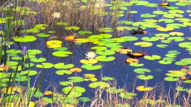 Güney bataklıktaki tropik orman gölü bitkisi. Florida sulak arazisinin güneşli manzarası.