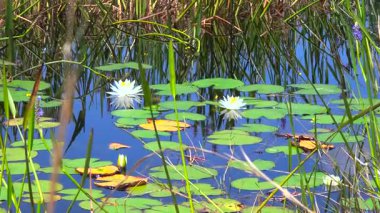 Güneşli bir günde Florida Ormanı Gölü doğası. Sulak arazi bataklığı. Suyun üzerinde süzülen nilüfer yaprağı bitkisi..