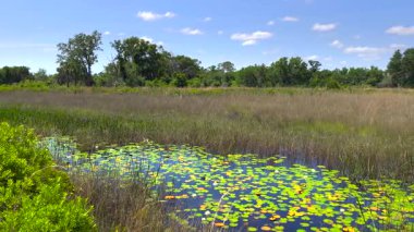 Florida doğası. Nilüfer yapraklı sulak göl bitkisi.
