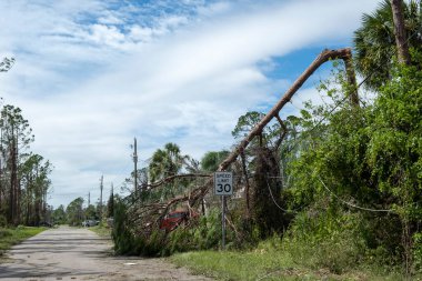 Florida 'da kasırgadan sonra elektrik ve iletişim hatlarında büyük bir ağaçtan düşmüş. Doğal afetin sonuçları..