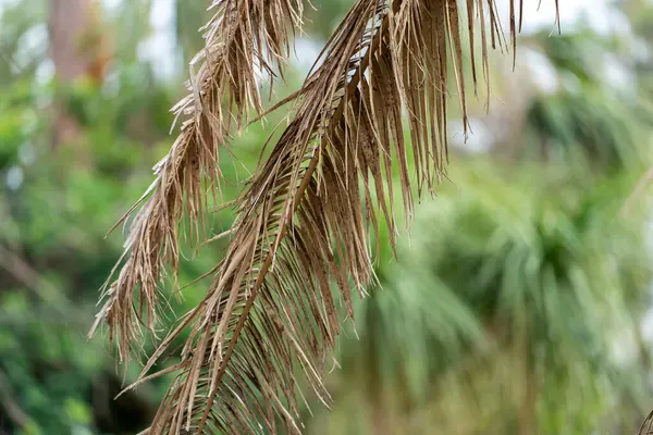 Florida 'nın arka bahçesinde kurumuş ölü palmiye ağacı.