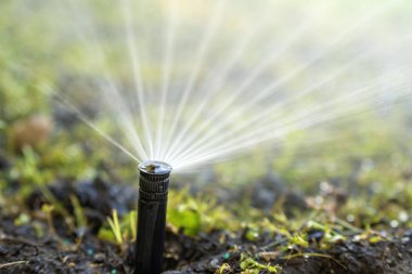 Çim sulama için otomatik sulama sistemi. Kurak mevsimde çimenleri yeşil tutmak.