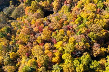 Sonbahar mevsiminde orman manzarası. Sonbaharda sarı tenteli renkli orman.