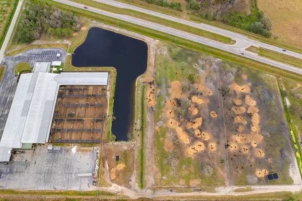 Sığır etli büyük bir çiftlik. Kırsal bölgedeki çiftlik arazisinde sığır besleme.