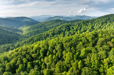 Yaz mevsiminde yeşil tepe örtüleri olan dağ ormanları. Kuzey Carolina Yazın vahşi orman doğası.