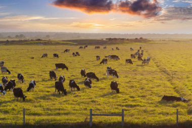 Organik süt ürünleri üretimi. Yeşil çiftlik otlaklarında otlayan süt inekleri. Çiftlik arazilerinde sığır beslemek.