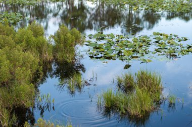 Güzel doğa manzarası. Florida 'daki Orman Gölü Vahşi Hayatı.