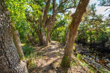 Florida orman yolu, yeşil palmiye ormanları ve Amerika 'nın güneyindeki vahşi bitki örtüsü boyunca dar yürüme yolu..