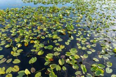 Güney bataklıktaki tropik orman gölü bitkisi. Florida sulak arazisinin güneşli manzarası.