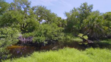 Güzel tropikal doğa. Yeşil palmiye ağaçları ile Florida 'nın güneyindeki vahşi bitki örtüsü arasında küçük bir nehir bulunan orman yağmur ormanları. Yoğun yağmur ormanları ekosistemi.