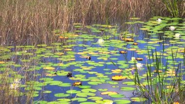 Florida 'nın güneşli sulak arazisi. Güney tropikal bataklıkta, orman gölü suyuna çiçek açar..