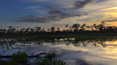 Güney tropikal sularda yüzen nilüferlerle birlikte göl suyunun üzerinde gün batımı. İnanılmaz Florida doğası..