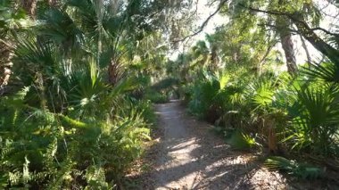 Florida 'daki yoğun astropikal yağmur ormanlarından geçen huzurlu bir patika. Yeşil palmiye ağaçları ve vahşi yapraklar doğal yol boyunca uzanır..