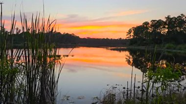 Günbatımında güneydeki tropik orman gölü bitki örtüsü. Florida sulak arazisinin akşam manzarası.