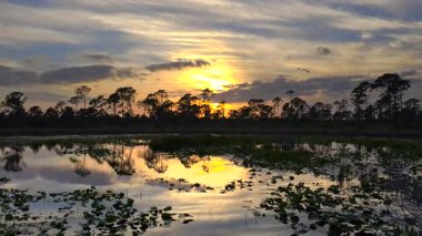 Florida Ormanı doğası gün batımında. Sulak arazi bataklığı. Suyun üzerinde süzülen nilüfer yaprağı bitkisi..