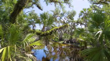 Florida subtropikal ormanlarında yeşil palmiye ağaçları, küçük bir nehir ve Amerika 'nın güneyinde vahşi bitki örtüsü. Yoğun yağmur ormanları ekosistemi.