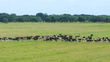Yeşil çiftlik otlaklarında otlayan bedava süt inekleri. Çiftlik arazilerinde sığır beslemek.